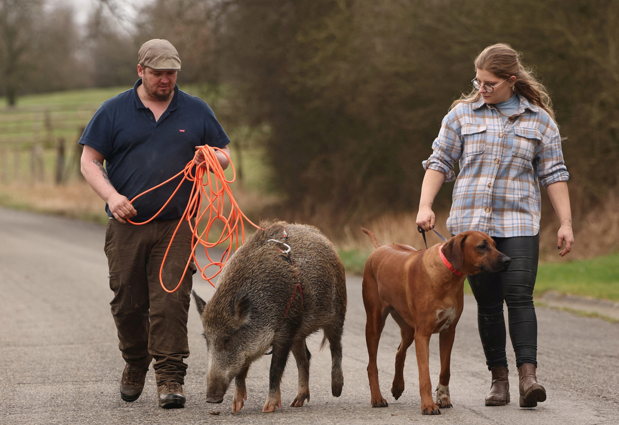 Belgian couple makes indoor pet of rescued wild boar | Image Credit: reuters.com