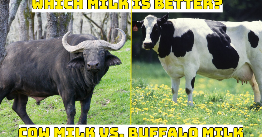 Buffalo Milk vs. Cow Milk – A Deep Dive into Nutrients and Benefits